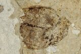 Fossil Beetle (Carabidae) - Bois d’Asson, France #290734-1